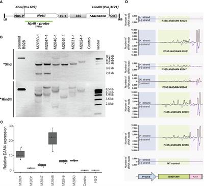 Functional evidence on the involvement of the MADS-box gene MdDAM4 in bud dormancy regulation in apple